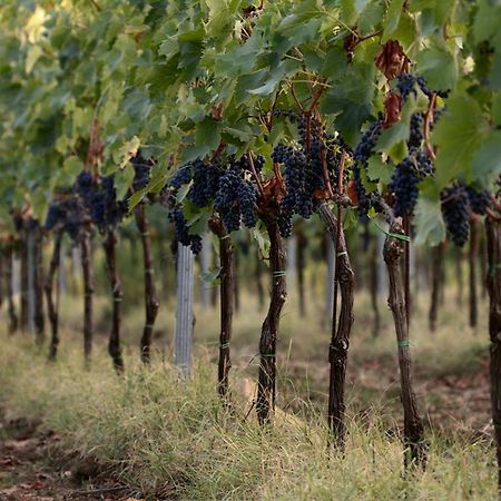 Agriturismo Casagrande Montepulciano Stazione 外观 照片