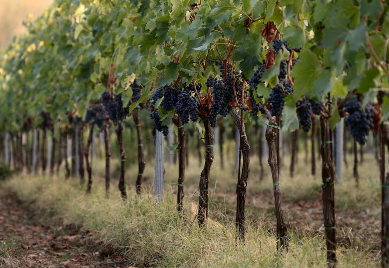 Agriturismo Casagrande Montepulciano Stazione 外观 照片